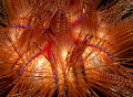   Fire Urchin showing glow. glow  